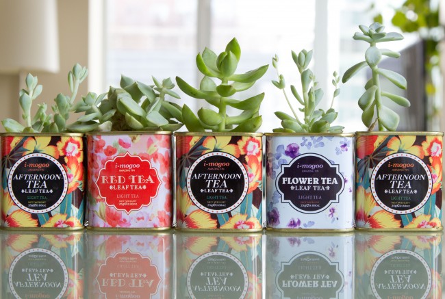 grown-up-tea-tin-succulents