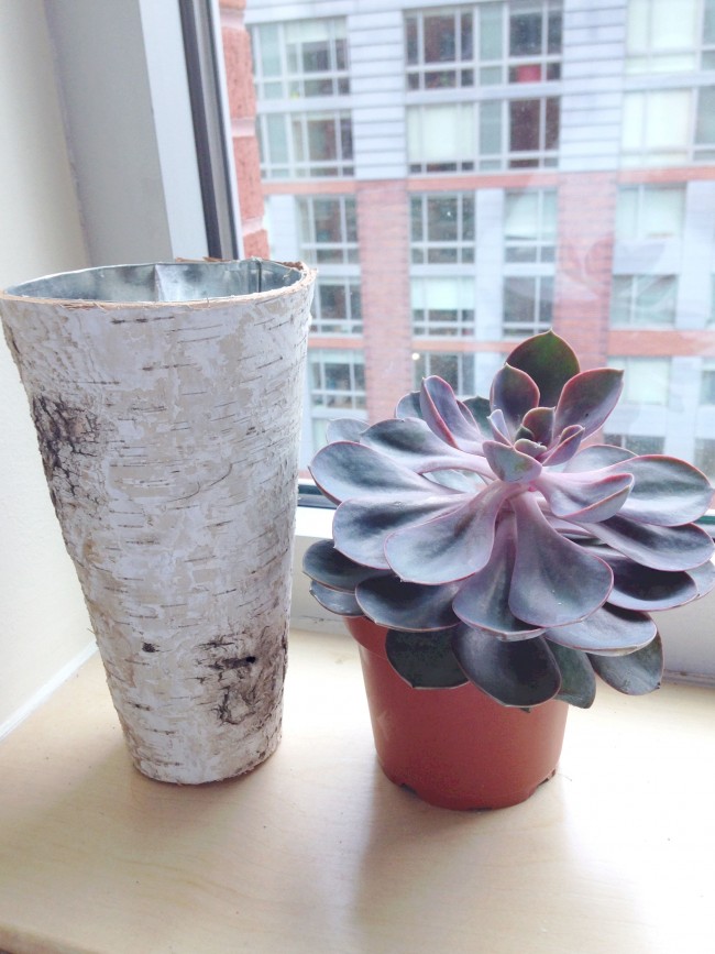 succulent-tall-skinny-birch-vase-2