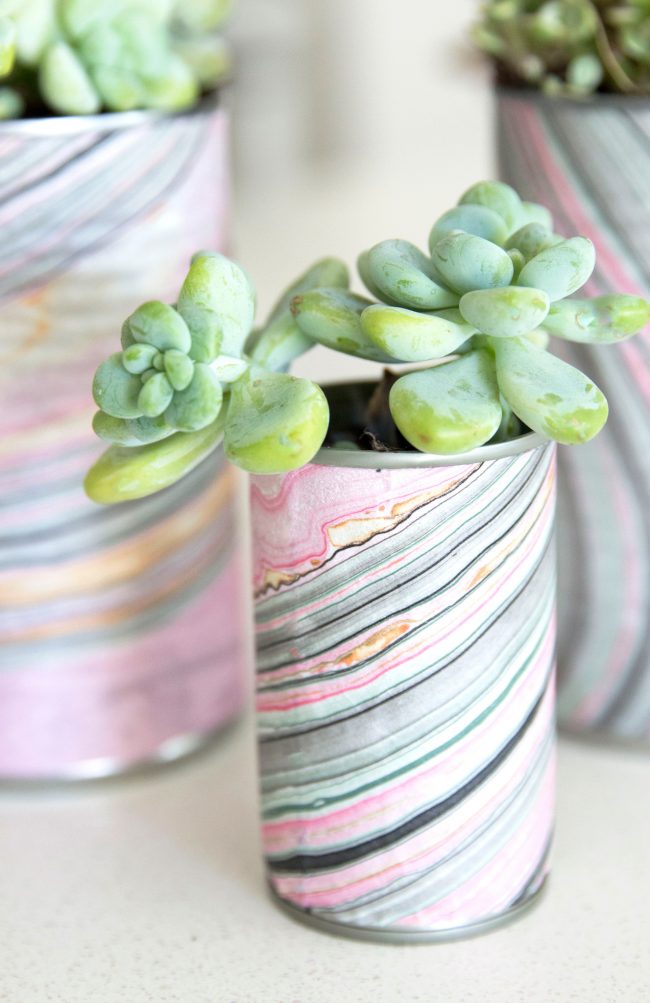 Succulents in Tin Can Planters DIY