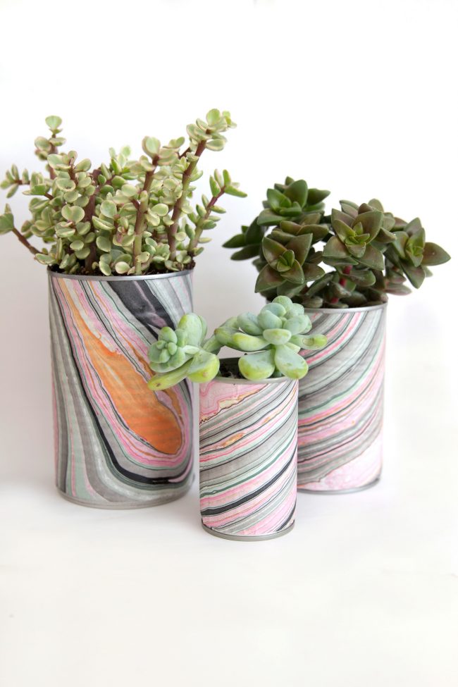 Succulents in Tin Can Planters DIY