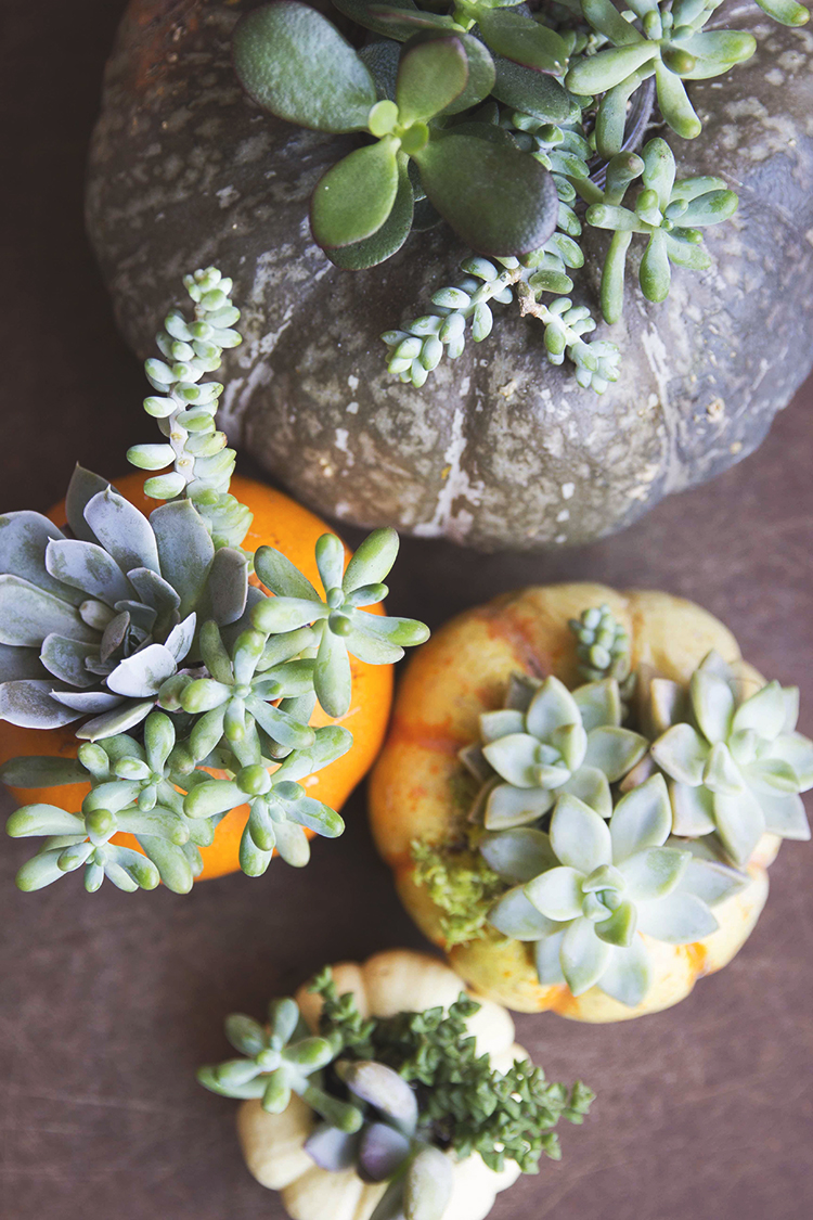 pumpkins with succulents 