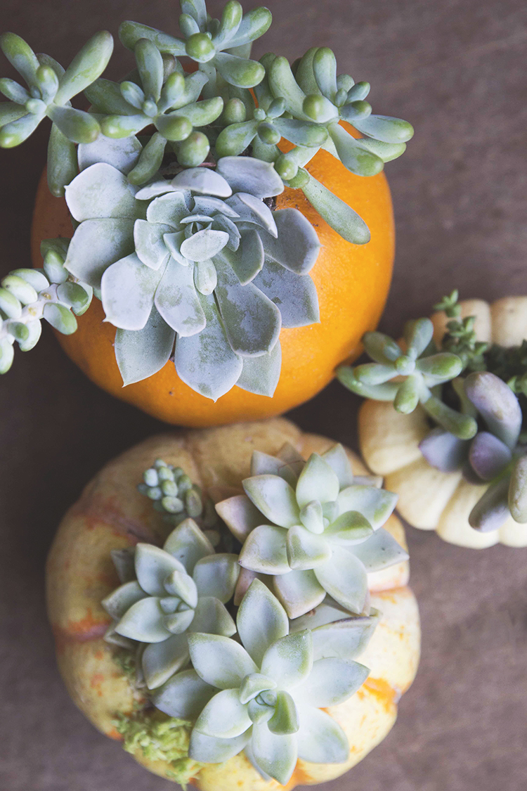 succulent pumpkin planter